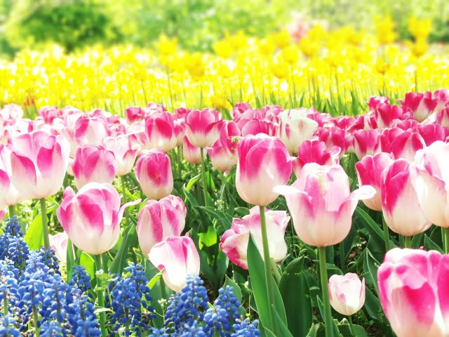 商品名がはいります