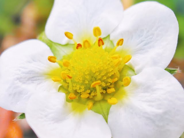 商品名がはいります